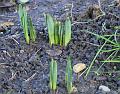 2009-0123_1340_Daffs_6,2C